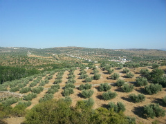 olive_field